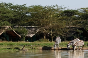 7 Days Sweetwater’s – Samburu – Lake Nakuru – Masai Mara Lodge Private Safari