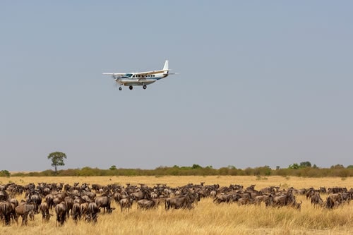 flying safaris