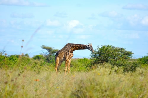 nature walk safaris