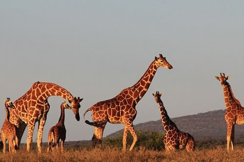  Masai Mara - Amboseli Safari