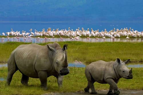 Maasai Mara Safari