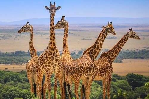 Maasai mara Nakuru safaris