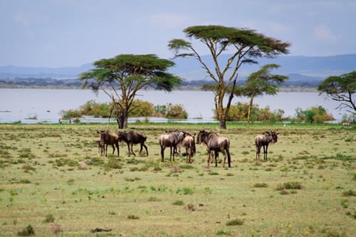 Nakuru & Naivasha Safari