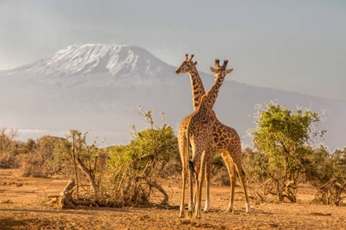 Amboseli Safari