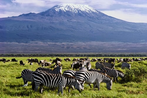 Amboseli Safari