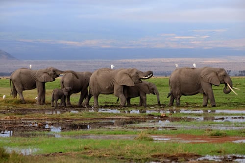 3 DAYS AMBOSELI 