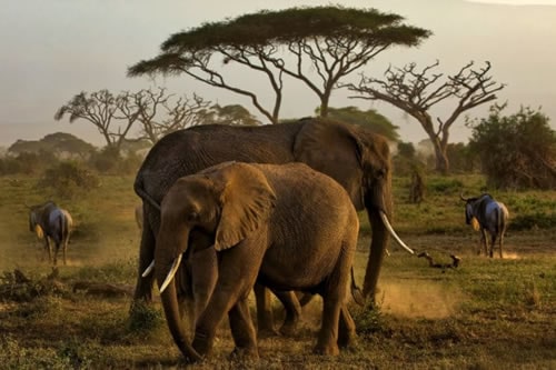 explore africa luxury safaris