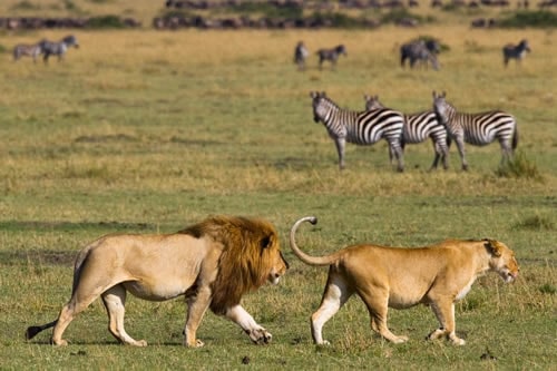 explore africa luxury safaris