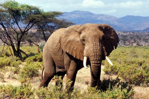 9 DAYS AMBOSELI