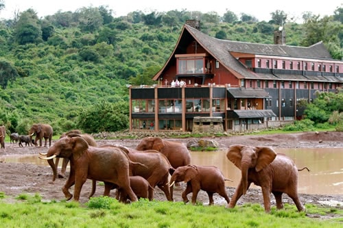 Kenya Lodge Safaris