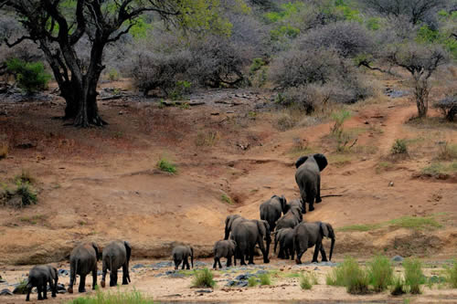 samburu national park safaris