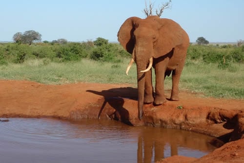 Tsavo Safaris