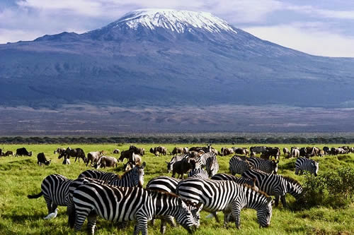 Amboseli Safari