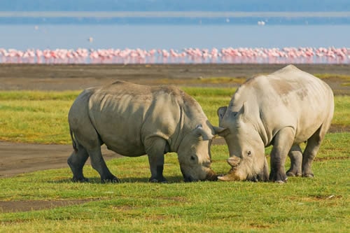 Nakuru & Tsavo Safari