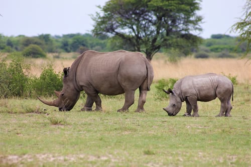 Kenya Lodge Safaris