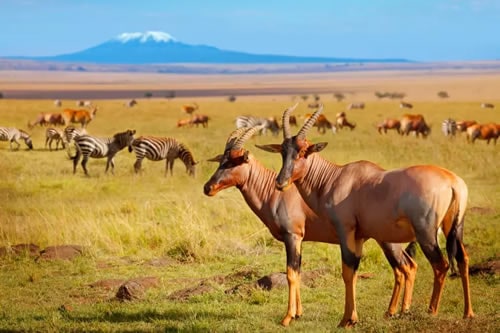 Ngorongoro Safari