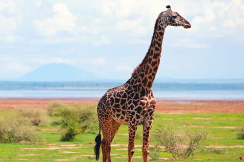 Amboseli Safari