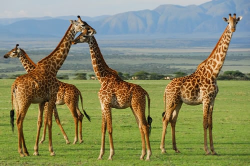 Amboseli Safari