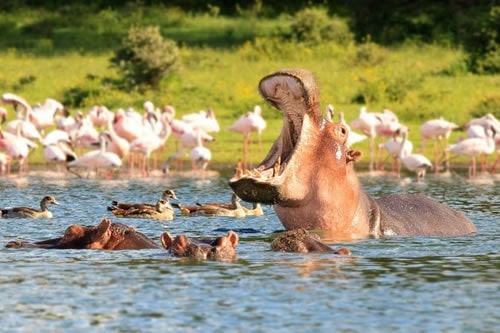 Lake Manyara Safari