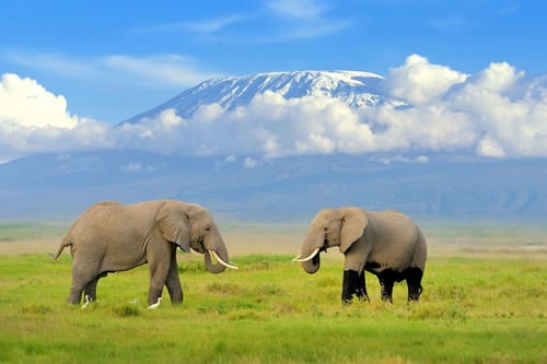 Maasai mara Nakuru safaris