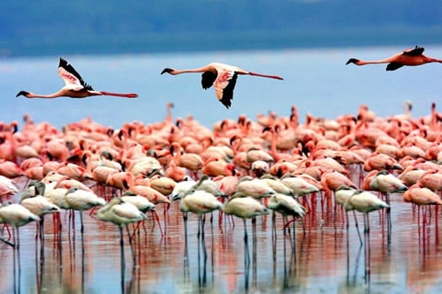 Lake Manyara Safari