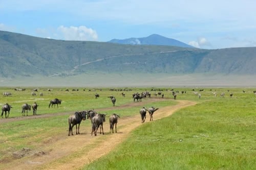 Serengeti Safari