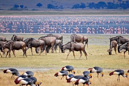 Ngorongoro Safari