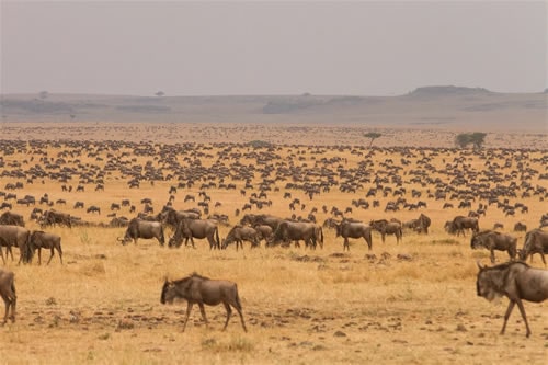 Tanzania Safaris