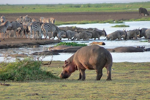 Lake Manyara Safari