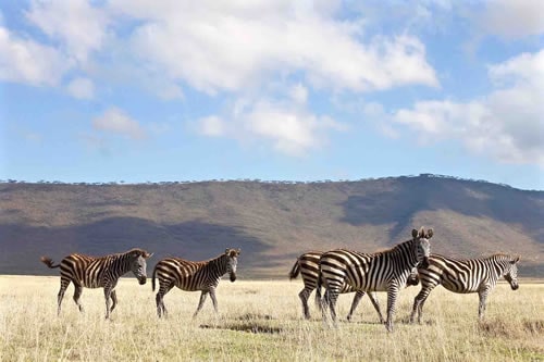 Serengeti Tanzania Safari