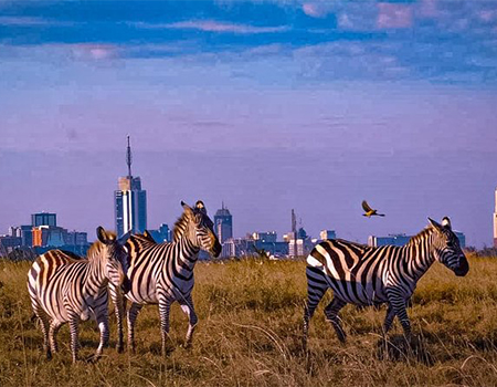 nairobi-national-park-day-tour