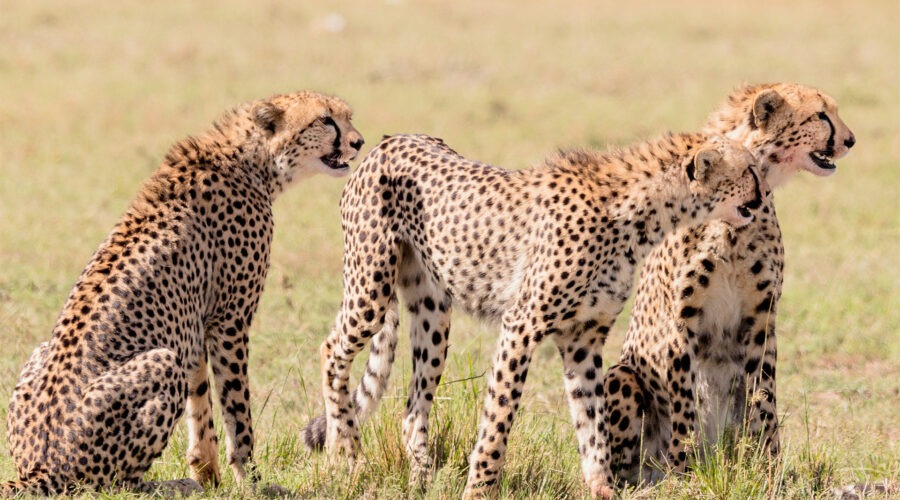 10 DAYS KENYA LODGE SAFARI -MT.KENYA-SAMBURU-LAKE NAKURU - MASAI MARA-NAIVASHA –AMBOSELI LODGE PRIVATE SAFARI