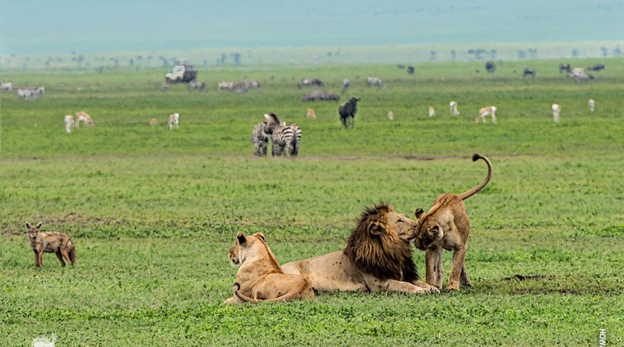 14 DAYS KENYA AND TANZANIA BUDGET SAFARI TO MASAI MARA - LAKE NAIVASHA - LAKE NAKURU - AMBOSELI - LAKE MANYARA -NGORONGORO- SERENGETI - TARANGIREA