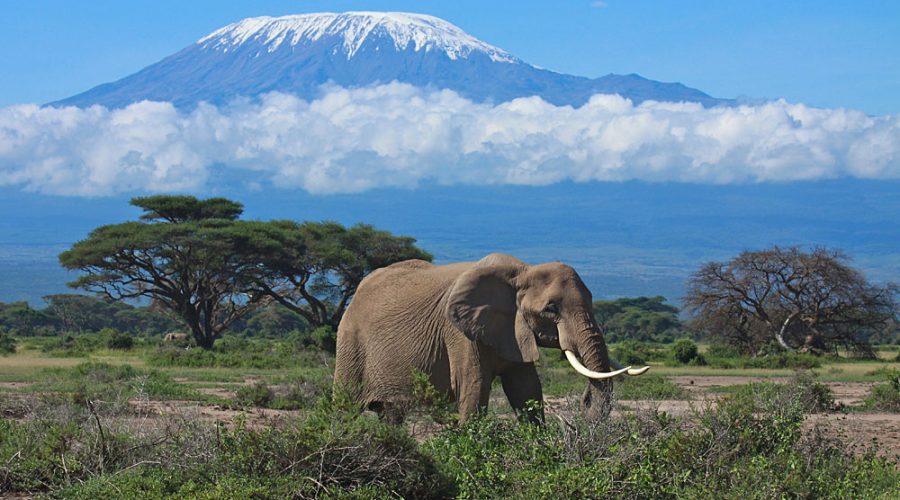 3 DAYS AMBOSELI NATIONAL PARK LODGE PRIVATE SAFARI IN KENYA B