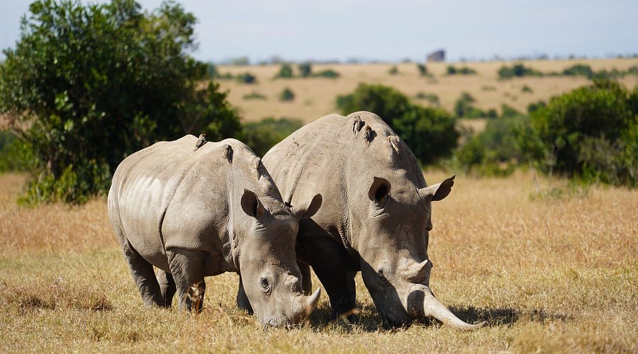 3 DAYS SWEETWATERS - OL PEJETA CONSERVANCY KENYA PRIVATE SAFARI