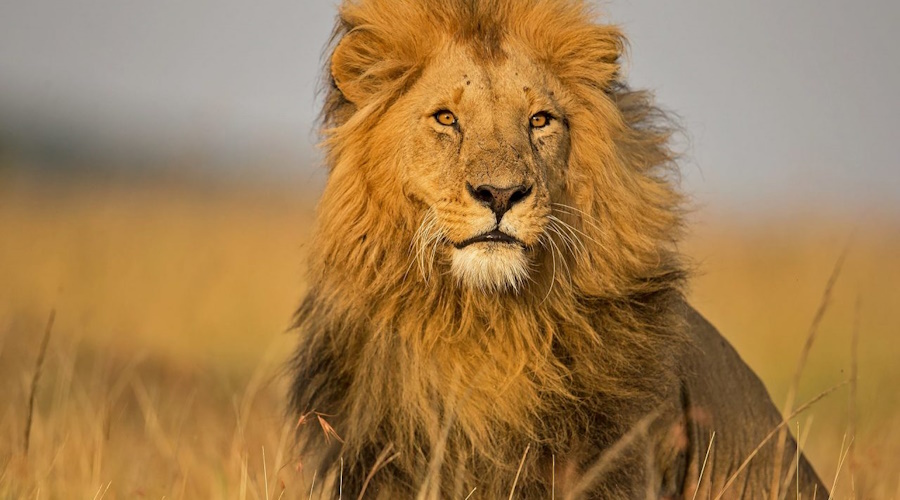 4 DAYS MASAI MARA –LAKE NAKURU SAFARI