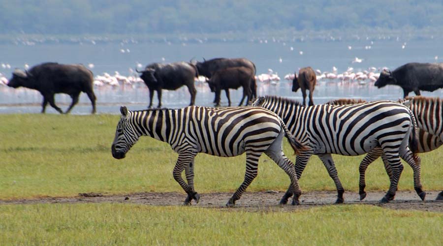 5 DAYS LAKE NAKURU - AMBOSELI - TSAVO WEST - TSAVO EAST