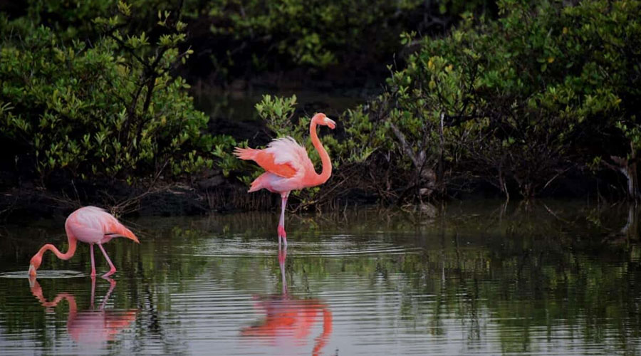 5 DAYS SAMBURU- LAKE NAKURU – NAIVASHA PRIVATE LODGE SAFARI IN KENYA