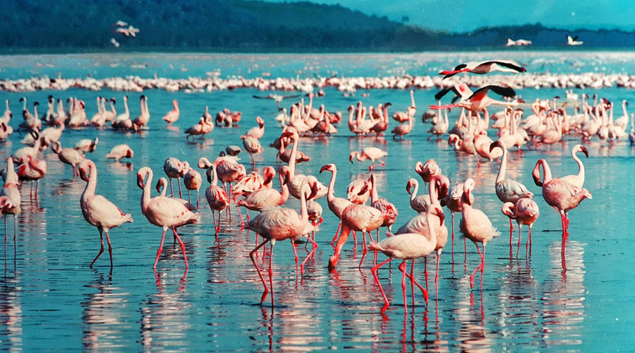 6 DAYS MASAI MARA - LAKE NAKURU - LAKE BOGORIA AND LAKE BARINGO PRIVATE LODGE SAFARI IN KENYA