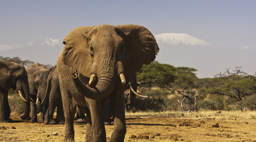 6 Days Best of Kenya and Tanzania Circuit Safari Holiday