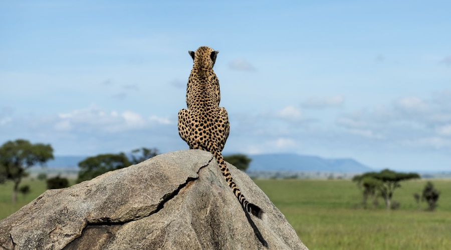 Cheetah sitting on a rock and looking away, Serengeti, Tanzania