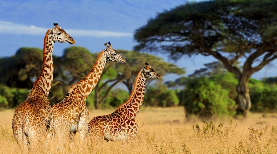 8 DAYS MANYARA - NGORONGORO- SERENGETI – TARANGIRE A