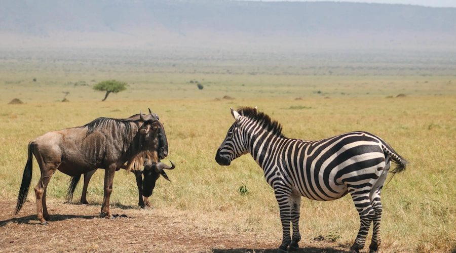 8 DAYS SAMBURU - Mt. KENYA - LAKE NAKURU - MASAI MARAA