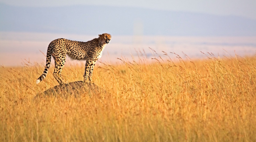 8 Days MASAI MARA SERENGETI – NGORONGORO COMBINED KENYA AND TANZANIA SAFARI HOLIDAY