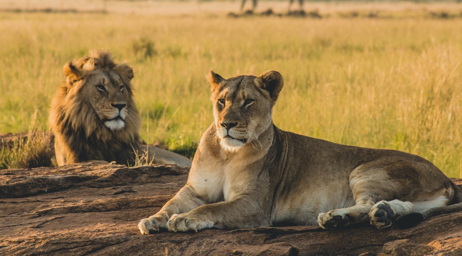 8 DAYS MOUNT KENYA, SWEET WATERS, LAKE NAKURU, LAKE NAIVASHA, MASAI MARA LODGE PRIVATE SAFARI B