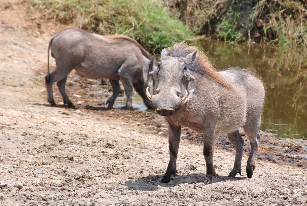 pumba, warthog, serengeti, tanzania, africa, national park, nature, animal, serengeti park, wilderness, wildlife