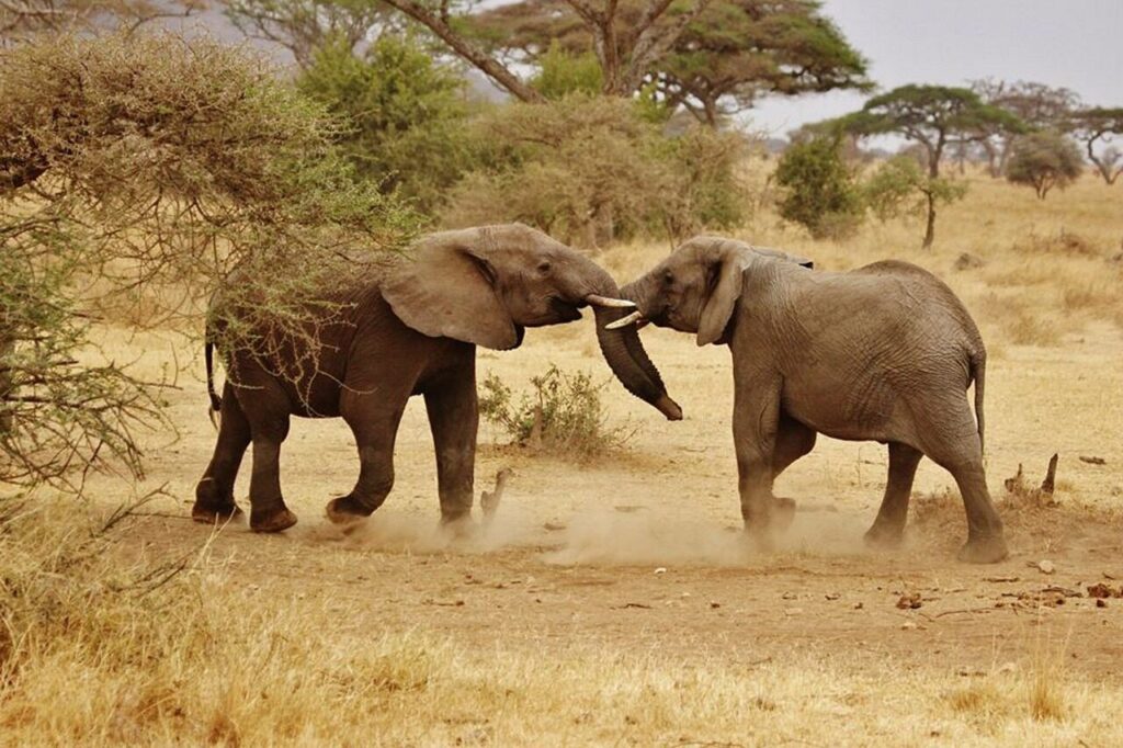 elephant babies, elephant family, serengeti national park, africa, tanzania, safari, serengeti, animals, mammal, nature serengeti, nature, wildlife, brown park