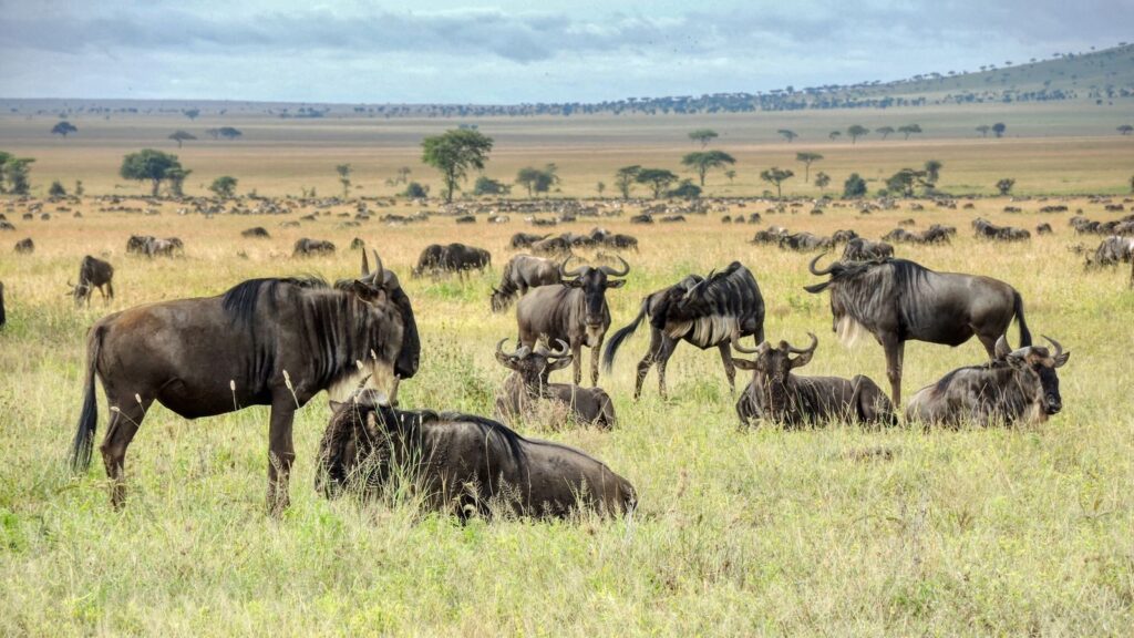 A large herd of wildebeest grazing on the open plains of the African savannah under a cloudy sky.