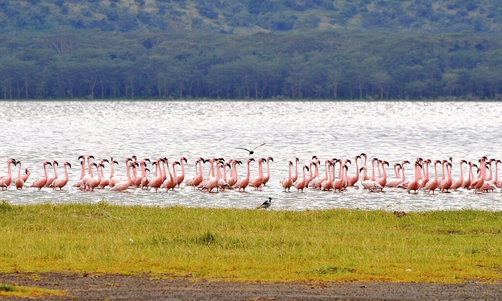 flamingo, nature, kenya, nakuru, birds, safari