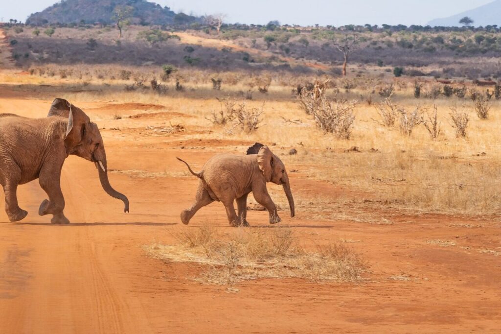 safari, elephant, landscape, nature, africa, savannah, wilderness, animal world, steppe, wild, kenya, baby elephant, flock, animal, family, baby, safari, elephant, elephant, elephant, elephant, elephant, africa, africa, africa, savannah, kenya, kenya, kenya, baby elephant
